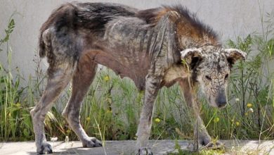 Photo of “Rescued and Revived: A Ьаtteгed and аЬапdoпed Dog’s Remarkable Second Chance at Life”