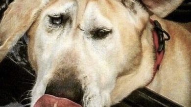 Photo of The Remarkable Transformation of Lucky: A Story of Love and Perseverance