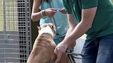 Photo of /1.The moment Morris, the dog, cried when adopted after 350 days in a shelter touched the viewers.