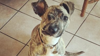 Photo of Deformed dog that can’t eat set to be euthanized: When the truth is uncovered, vet makes the correct decision