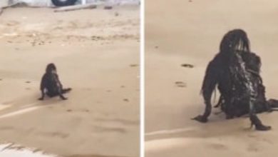 Photo of While Sunbathing on the Beach, a Man Photographs a Horrific Creature…You Will Be Surprised to Know What it Really Was…