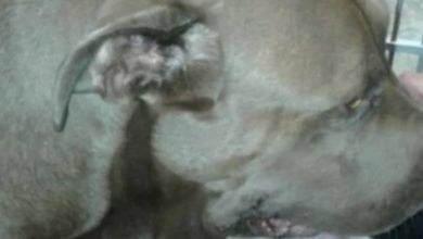 Photo of PITBULL WITHOUT A LEASH RUSHES TOWARDS SCREAMING CHILD, THEN OWNER DISCOVERS HORRIBLE REASON WHY