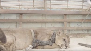 Photo of Circus lion was locked up for 20 long years, now watch his reaction when he’s released