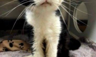 Photo of 20-Yr-Old Cat Is Dropped Off At Shelter For Missing The Litter Box