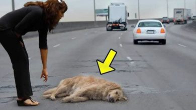 Photo of A Pregnant Dog Suddenly Got Hit By a Car, But No One Expected What Happened Next