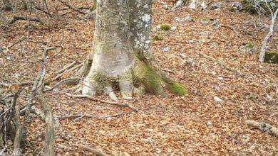 Photo of A man decides to film a tree in the woods for one year. What the camera captured was breathtaking