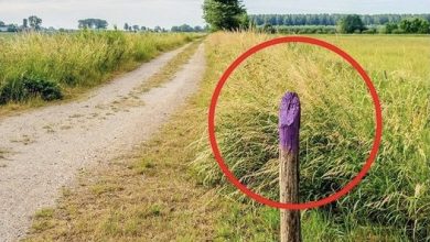 Photo of What Does a Purple Fence Mean?