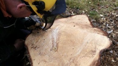 Photo of The man spotted a weird symbol inside the enormous log he had just chopped.