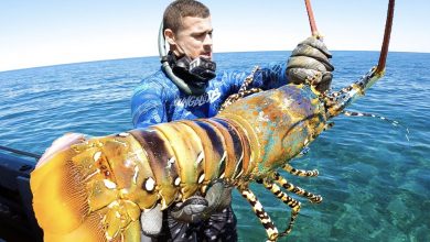 Photo of American Divers Discover Massive Lobster Weighing Over 80 Pounds in the Atlantic Ocean ‎
