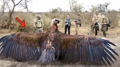 Photo of KS Discovery Unveiled: Researchers Capture Giant Bird with Massive Wingspan KS