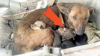 Photo of Underneath her house window, there was a dog with her puppies, but upon closer inspection, she noticed something unimaginable among the puppies.