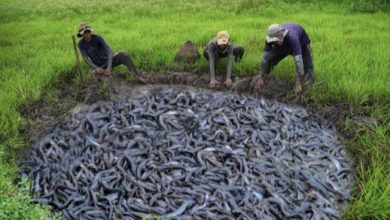Photo of Grassland Wonders: Three Men Stumble Upon a Mesmerizing Underwater World with Millions of Thriving Fish KS