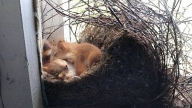 Photo of Mother Saw Squirrels In Her Window – But When She Taken A Closer Look At Them She Called The Police Immediately…