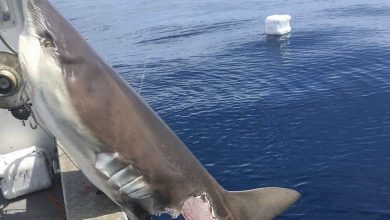 Photo of Incredible Discovery Down Under: Massive Shark Confronts Mysterious Sea Creature