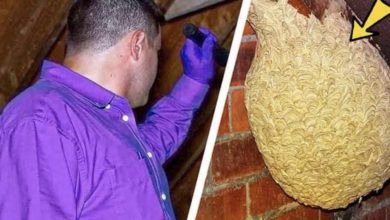 Photo of Man Thinks He Found “Hornets” Nest In Attic – Turns Pale When He Realizes What’s Inside
