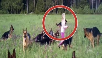 Photo of The moment the girl raised her hands in the air, a great thing happened. 14 dogs surrounded her.