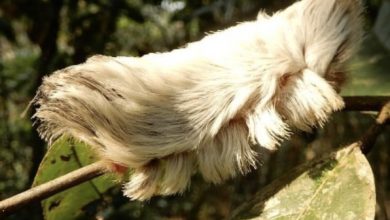 Photo of Mother Spots Children with Small Animal in Park, Discovers Potential Danger