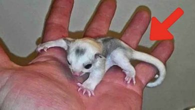 Photo of Vet Shuts Down Clinic After Animal Rescuer Brings In a Mysterious Backyard Creature