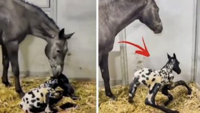 Photo of Horse Gives Birth To Foal – The Vet Sees It, He Says ‘Thats Not A Foal’