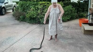 Photo of Aussie woman, 80, cops three ‘nasty’ bites freeing puppy from python