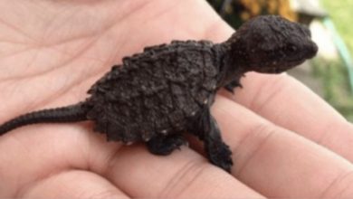 Photo of A Young Girl’s Mission to Save an Endangered Species