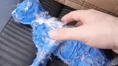 Photo of From Toxic Blue to Beautiful Hue: How Rescuers Transformed a Rain-Soaked Kitten