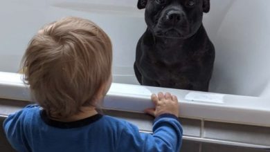 Photo of Joy, the Heroic Pit Bull