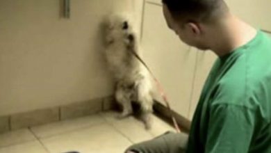 Photo of Frightened Dog Saved from Certain Death