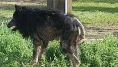 Photo of “Werewolf” Stands On Side Of Road For Months: Then A Stranger Approaches And Does The Unthinkable