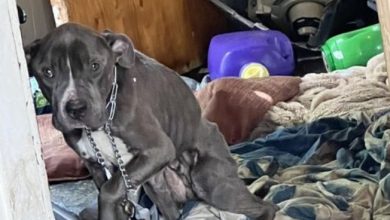 Photo of Dog who spent 600 days in shelter finally gets adopted — takes a limo to his new home