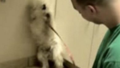 Photo of Terrified dog set to be put down: Just watch the incredible reaction when she realizes she’s saved