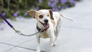 Photo of Woman leaves boyfriend’s dog at shelter while he was at work