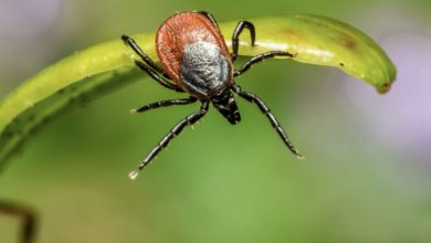 Photo of Steps to take when discovering a tick inside your home