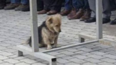 Photo of A man’s heart was broken when he realized where his dog ran away to every day.