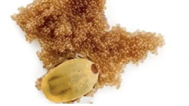 Photo of If You See These Eggs In Your Backyard, Burn Them Immediately: A Comprehensive Guide to Identifying and Managing Tick Eggs