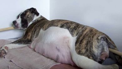 Photo of She gave birth to many puppies, but they weren’t puppies at all
