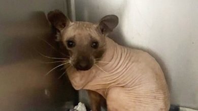 Photo of They thought it was a cat, but it wasn’t a cat at all