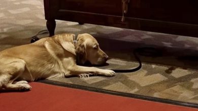 Photo of Dog Barks at Coffin during Funeral, Suspicious Son Opens It and Finds It Empty – Story of the Day