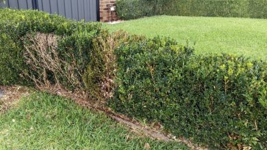 Photo of Privileged Neighbor Poisoned My Garden & Harmed My Pets – My Retaliation Will Be Unforgettable