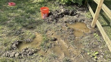Photo of Arrogant Neighbor Fills In My Pond – My Clever Retaliation Teaches Him Not to Underestimate an Elderly Lady