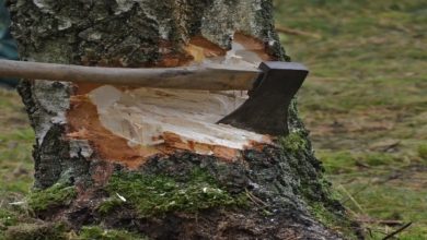 Photo of Neighbor’s Envy Leads to Destruction of Our Cherished 200-Year-Old Tree During Our Vacation