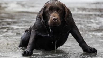 Photo of A man saves a stray dog that had fallen into the ice, leading him to a lost family inheritance