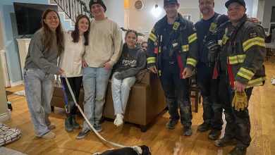 Photo of An inquisitive dog ventured into the HVAC system and ended up completely trapped