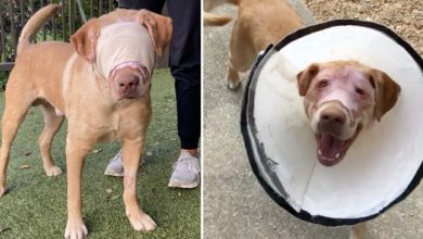 Photo of Buddy was savagely set on fire and strangled with an extension cord—his astounding transformation is sure to leave you amazed