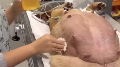Photo of A Pregnant Dog’s Miraculous Journey: How She Found Help at My Gate After 63 Days