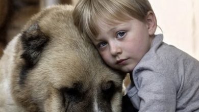 Photo of The children ran away from home, hungry and crying, and spent the night in Sultan’s kennel, under the warm side of this shaggy giant, who became for them a kind caretaker-mother…