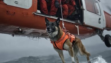 Photo of When the rescue dog plunged from the helicopter, I finally realized exactly whom he was there to save