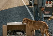 Photo of I Slammed on My Brakes for a Stray Dog Dragging a Box—What I Found Inside Changed My Life Forever