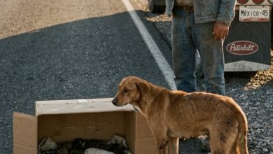 Photo of I Slammed on My Brakes for a Stray Dog Dragging a Box—What I Found Inside Changed My Life Forever