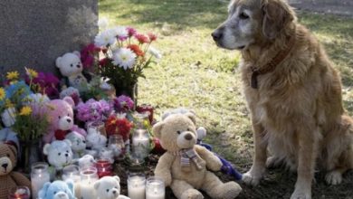 Photo of A Dog Visited My Late Son’s Grave Every Sunday for a Year—Then He Appeared at My Door With the Toy I Thought Was Lost Forever
